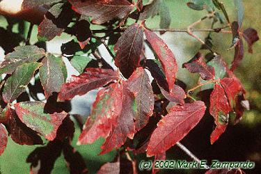 Acer griseum