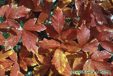 Acer griseum