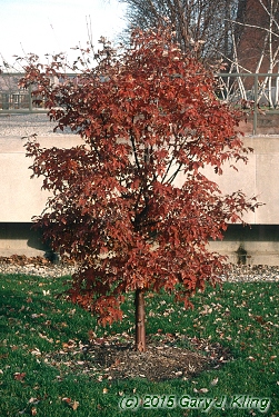 Acer griseum