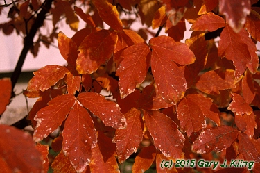 Acer griseum