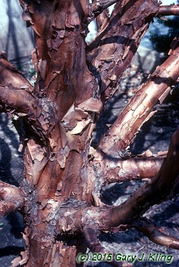 Acer griseum
