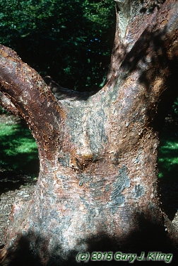 Acer griseum