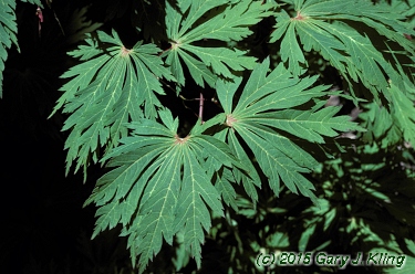 Acer japonicum 'Aconitifolium'
