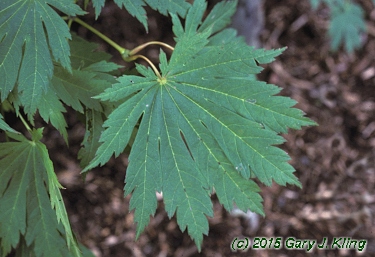 Acer japonicum 'Aconitifolium'