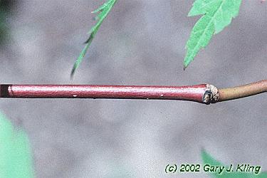 Acer japonicum 'Aconitifolium'