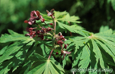 Acer japonicum 'Aconitifolium'