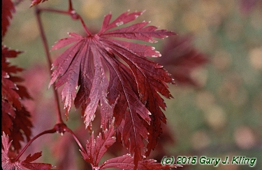 Acer japonicum 'Aconitifolium'