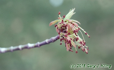 Acer negundo