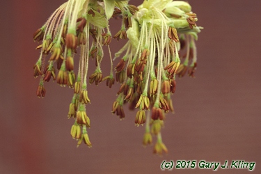 Acer negundo