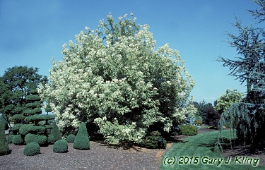 Acer negundo 'Flamingo'