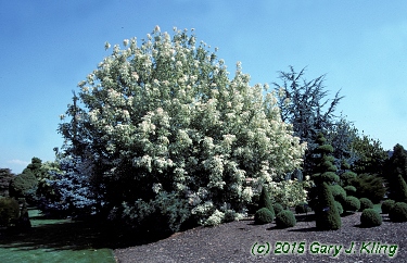 Acer negundo 'Flamingo'