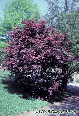 Acer palmatum var. atropurpureum