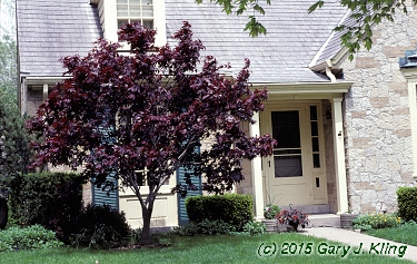 Acer palmatum var. atropurpureum