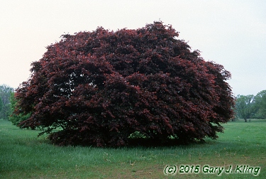 Acer palmatum var. atropurpureum