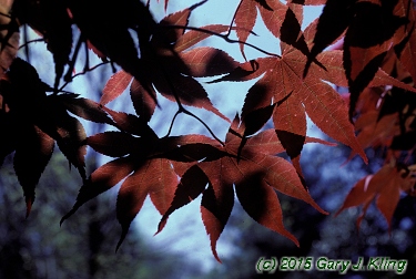 Acer palmatum var. atropurpureum
