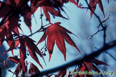 Acer palmatum var. atropurpureum