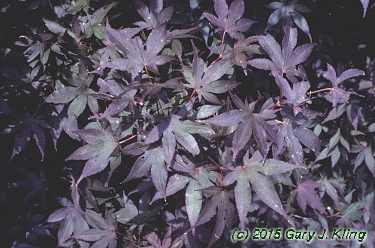 Acer palmatum var. atropurpureum