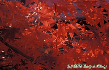 Acer palmatum var. atropurpureum