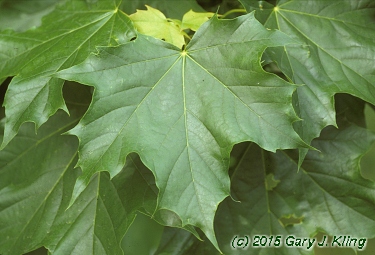 Acer platanoides