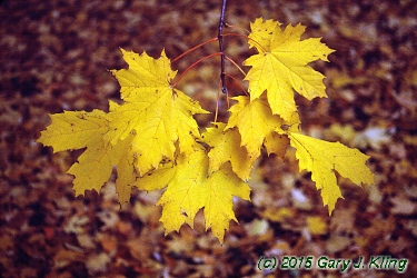 Acer platanoides