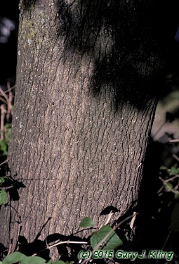 Acer platanoides