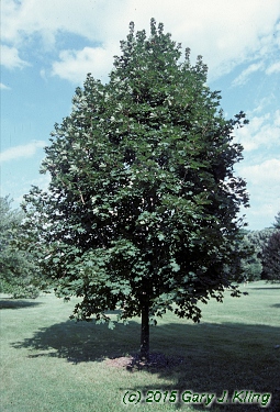 Acer platanoides 'Deborah'