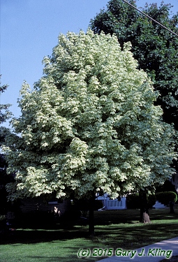 Acer platanoides 'Drummondii'