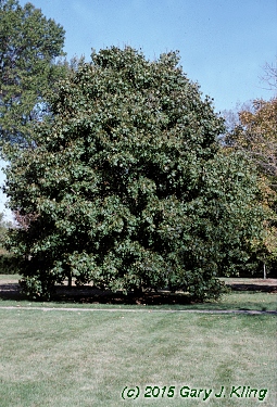 Acer platanoides 'Emerald Queen'