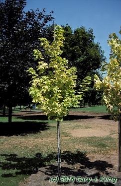 Acer platanoides 'Princeton Gold'
