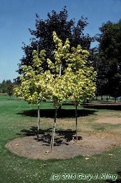 Acer platanoides 'Princeton Gold'