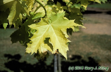 Acer platanoides 'Princeton Gold'