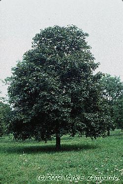 Acer platanoides 'Schwedleri'