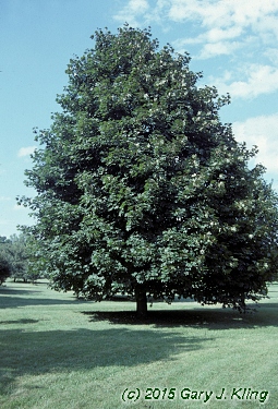 Acer platanoides 'Schwedleri'