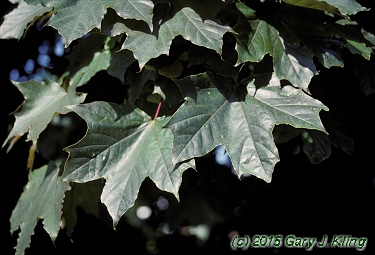 Acer platanoides 'Schwedleri'