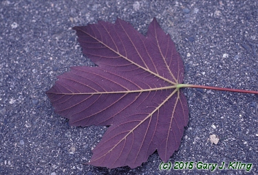 Acer pseudoplatanus 'Atropurpureum'