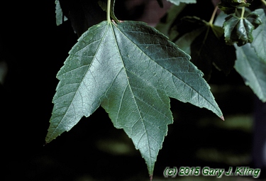 Acer rubrum