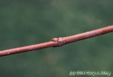 Acer rubrum