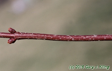 Acer rubrum