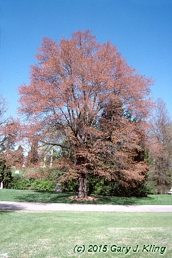 Acer rubrum