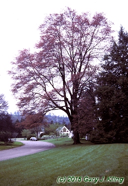 Acer rubrum