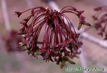 Acer rubrum