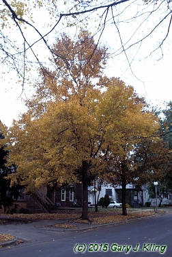 Acer rubrum