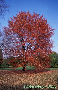 Acer rubrum