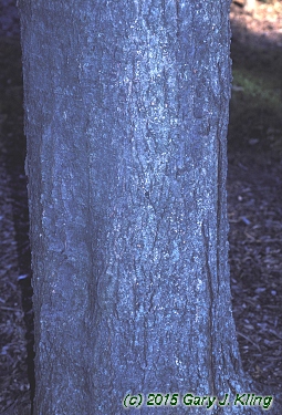 Acer rubrum