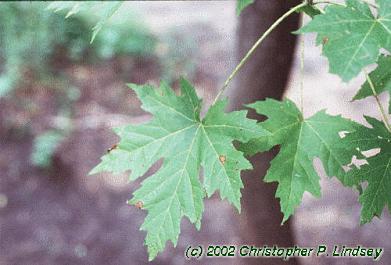 Acer saccharinum