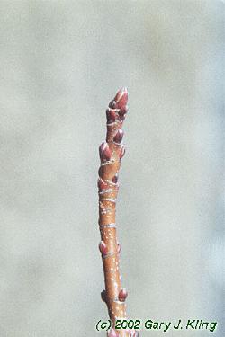 Acer saccharinum