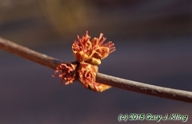Acer saccharinum