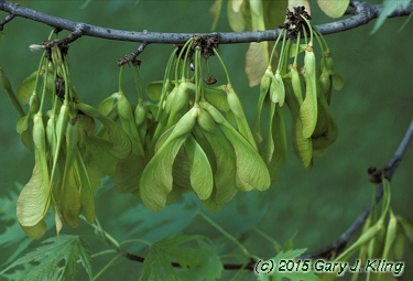 Acer saccharinum