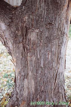 Acer saccharinum