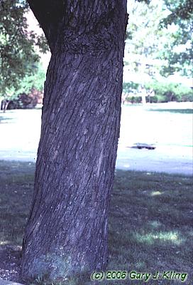 Acer saccharinum